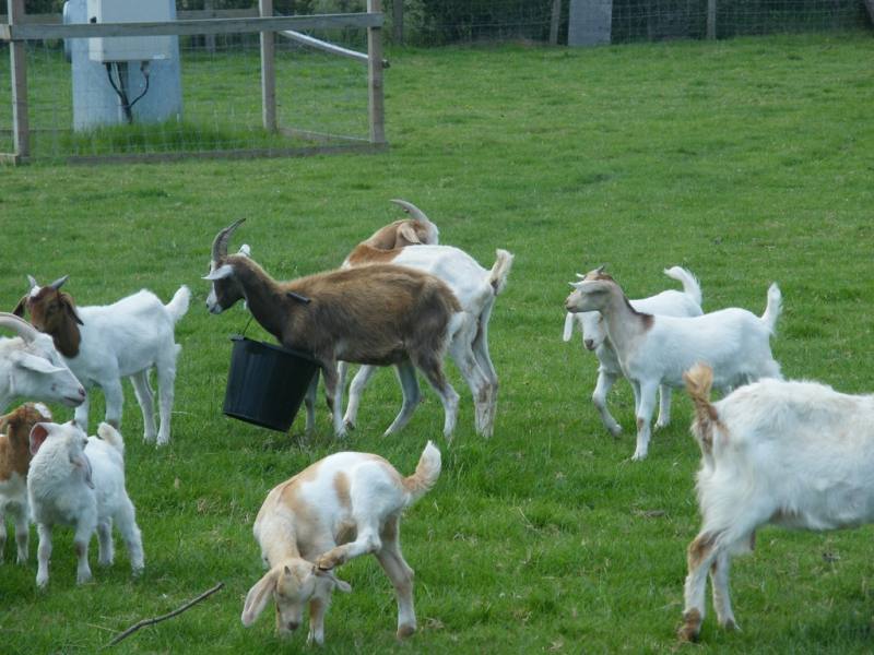Free Range Halal Meat - Goats
