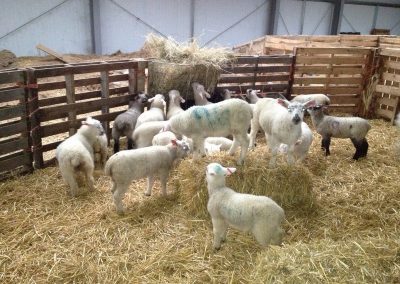 Halal Farm Lamb